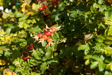 Dog rose flower and berries on autumn outdoors