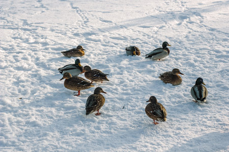 Ducks on snow on cold cold winter.の写真素材