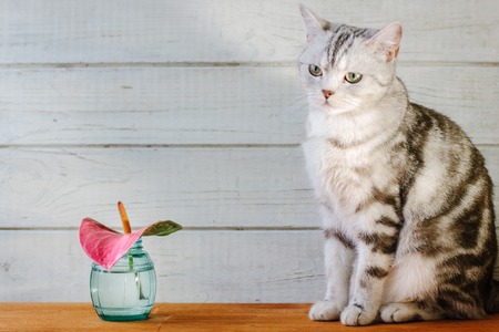 Nice aroma concept - cat sitting behind the nice scent flowerの写真素材