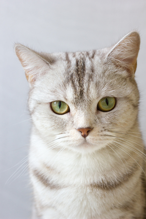 Portrait of grey britain catの写真素材