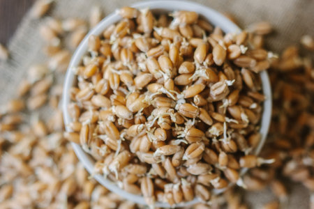 wheat sprouts in a white ceramic bowl standing on piece of fabric material