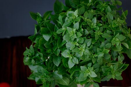 Basil leaves on kitchenの写真素材