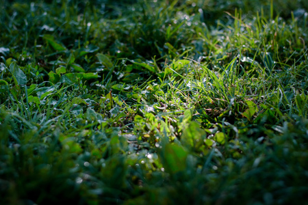 Green grass lawn background with dew dropsの写真素材