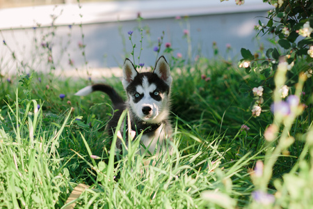 Little husky dog at green grassの写真素材