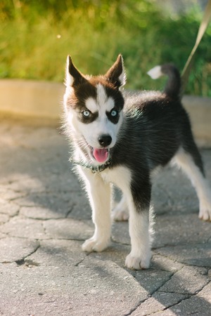 Little husky puppy staying on the roadの写真素材