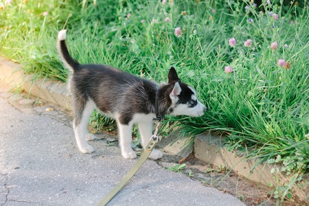 Little husky puppy dog playing on the park.の写真素材