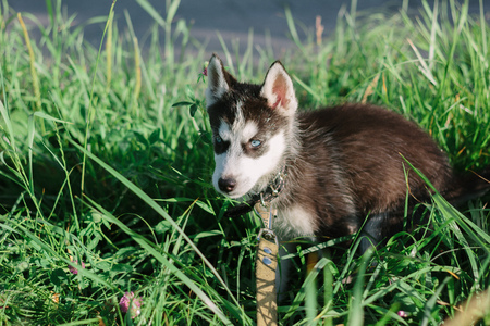 Little husky puppy on the grassの写真素材