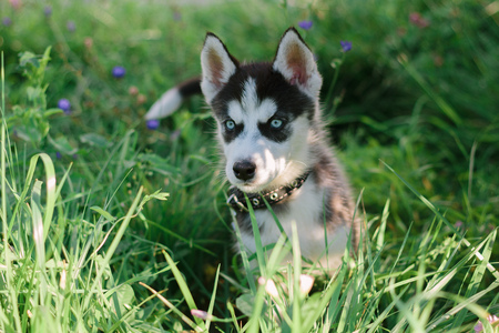 Little husky dog at green grassの写真素材