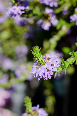 Some flowers at sunny day as landscape design elementsの写真素材