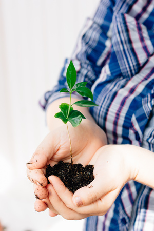 Plant in handsの写真素材