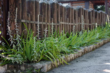 Flowerbed at vintage street with the wooden fenceの写真素材
