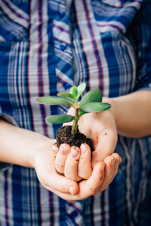 Hands holding small sprout of green succulent plant.の写真素材