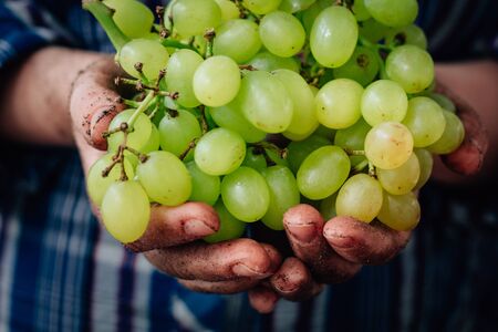 Farmer hands holding hip of ripe green grapesの写真素材