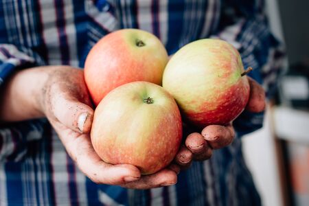 Farmers hand holding fresh and ripe apples from new harvest.の写真素材