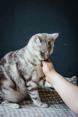 Pregnant cat plays with human hand.の写真素材