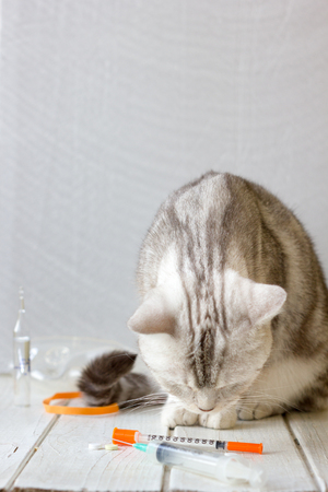 Cat and syringe in vet clinic.の写真素材