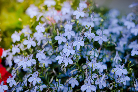 Small blue flowers on big flowerbed at summer gardenの写真素材