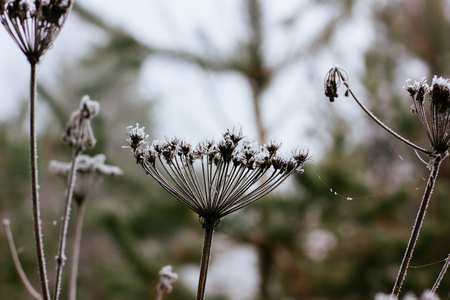 Flowers in frost at gold winter morning.の写真素材