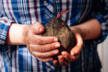 Fresh red beet at hands of farmer.