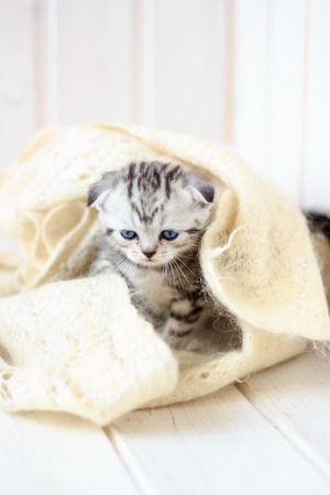 Little grey kitten plays on the white fur over the floorの写真素材