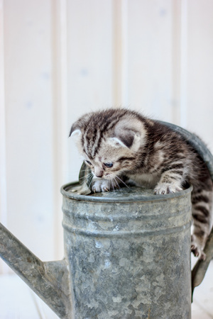 Little kitten plays on the metal watering can.の写真素材