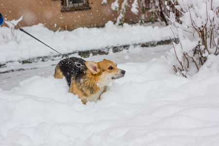 Cute dog playing on snow. Winter morning and corgi.の写真素材