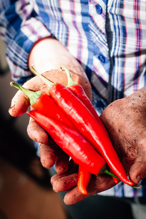 Farmer hands holding red hot chili peppersの写真素材