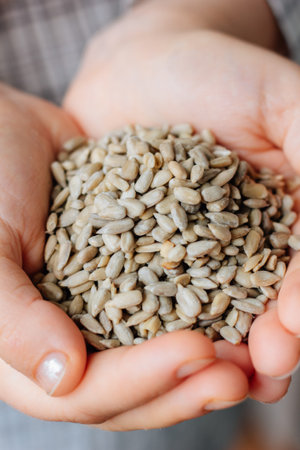 Woman hands holding sunflower seeds without shell.の写真素材