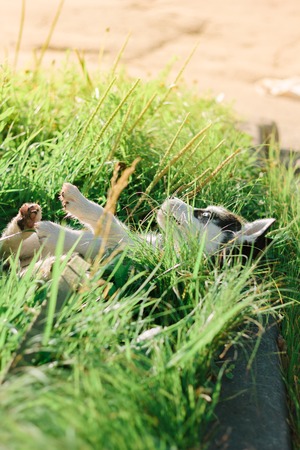 Little puppy of siberian husky playing on the grassの写真素材
