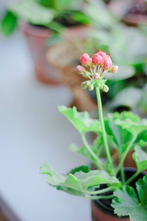 Pink geranium aka pelargonium at window as home plant.の写真素材