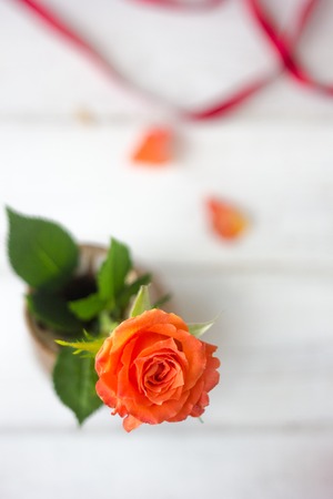 One beautiful orange rose on white background.の写真素材