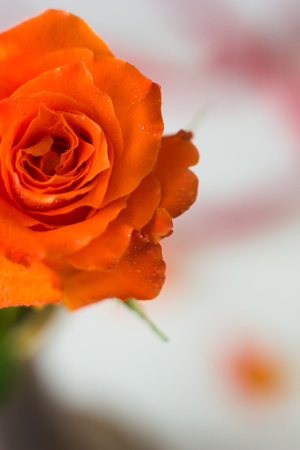 One beautiful orange rose on white background.の写真素材