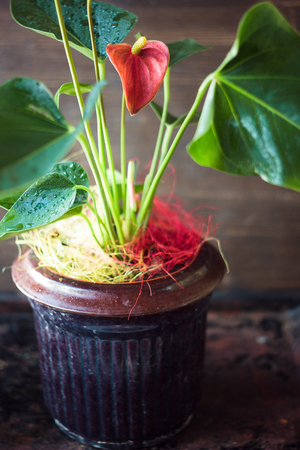 Red anthurium home plant in a pot over wooden background.の写真素材