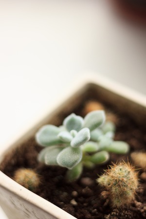 Green succulent plant in a white flower pot.の写真素材