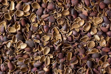 Broken pine nut shelters as background.の写真素材