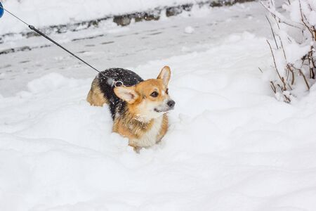 Cute dog playing on snow. Winter morning and corgi.の写真素材