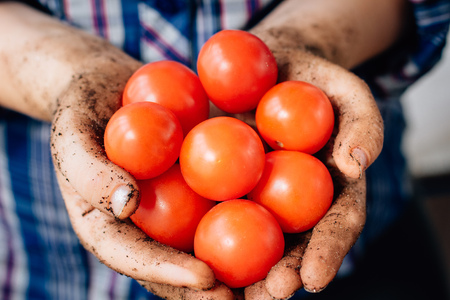 Farmer hands holding cherry tomatoes.の写真素材