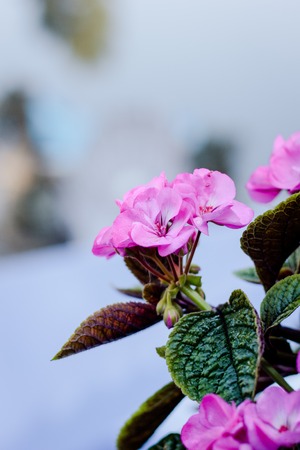 Flowers of pink geranium or pelargoniumの写真素材