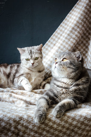 two cats family