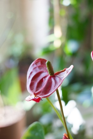 Red anthurium flowersの写真素材