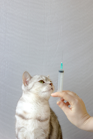Cat and syringe in vet clinic.の写真素材