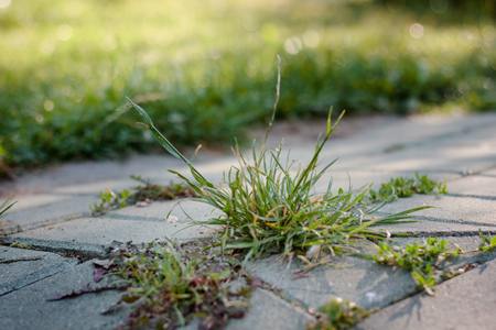 Grass grown through the stones on a roadの写真素材