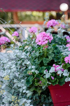 Flowers of pink geranium on street.の写真素材