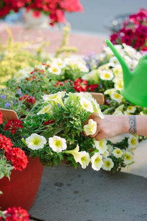 Florist watering flowers with water from watering canの写真素材