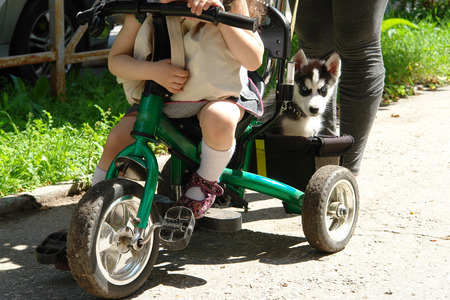 Adorable little puppy of husky sitting in the trunk of tricycle.の写真素材
