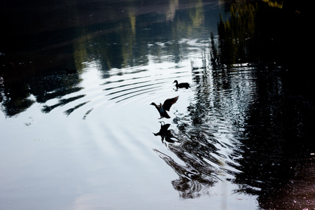 Flying duck splash down to the lakeの写真素材