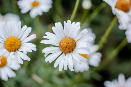 Close up view of chamomile flowers with dew outdoors