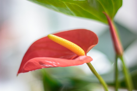 Close up view of beautiful anthurium flower.の写真素材