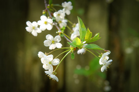 Small buds of cherry blossom in a spring dayの写真素材