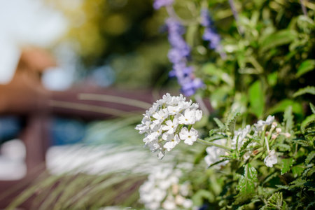 White geranium outdoors at a flower garden.